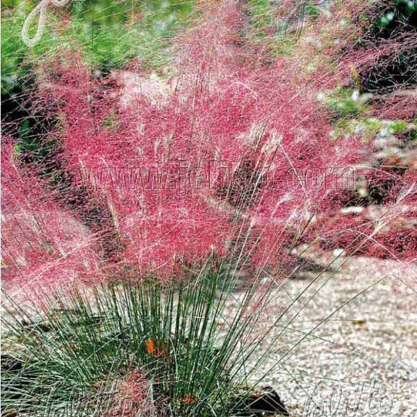 4 Herbes aux épis roses - Muhlenbergia capillaris - Willemse