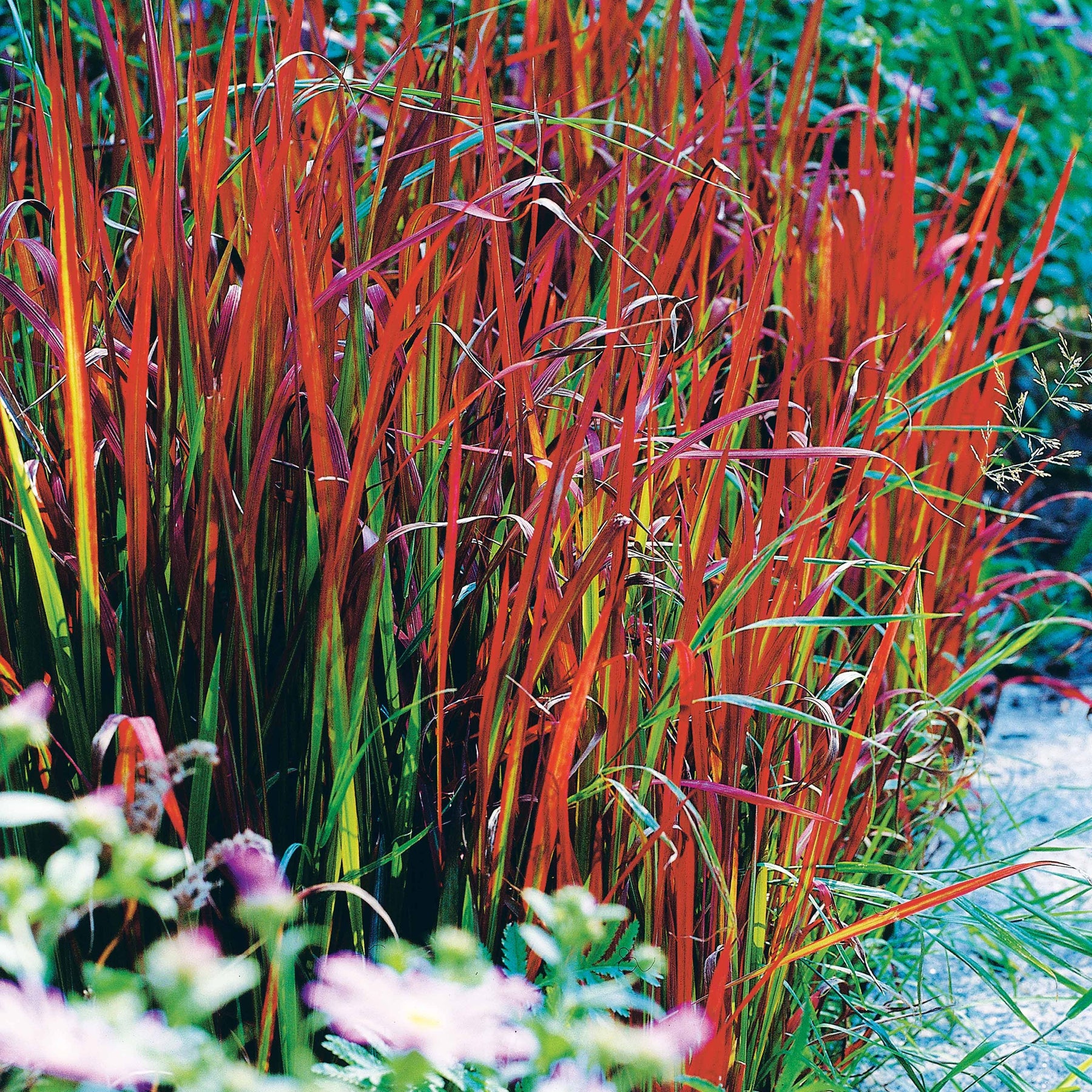 Imperata cylindrica red baron - 4 Imperata Red Baron - Plantes vivaces vaporeuses