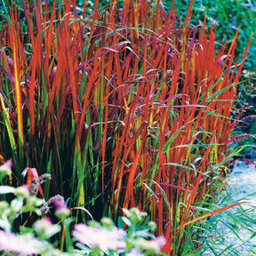 Imperata cylindrica red baron - 4 Imperata Red Baron - Plantes vivaces vaporeuses
