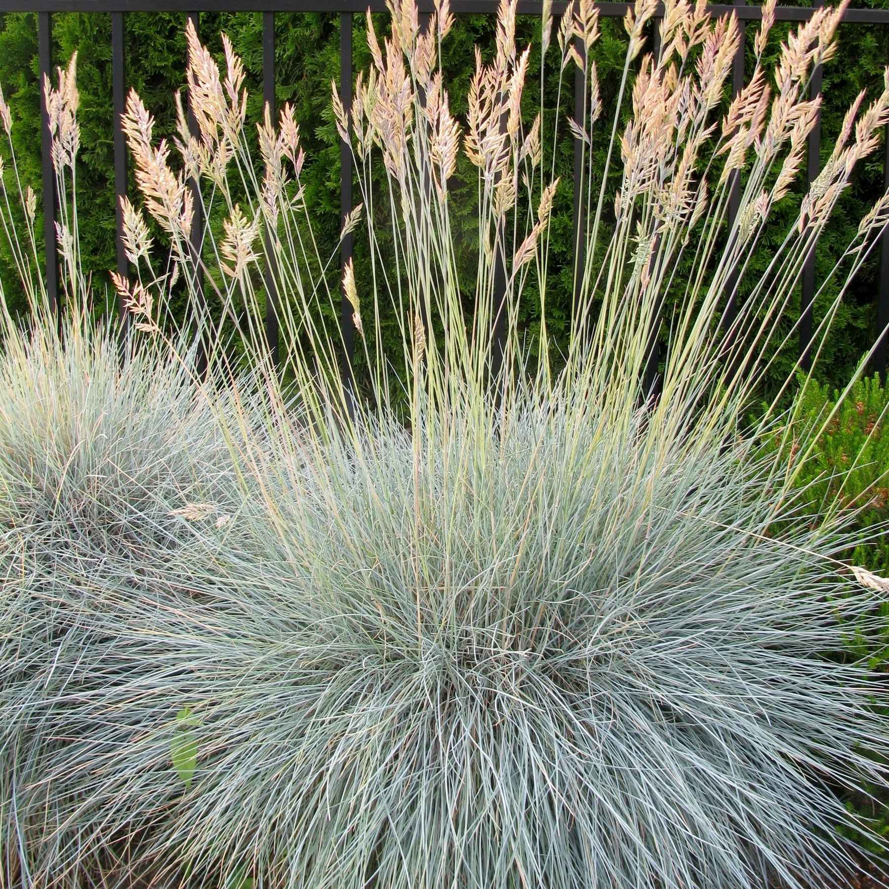 6 Fétuques bleues - Festuca glauca - Willemse