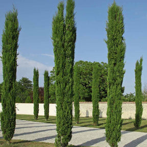 Cupressus sempervirens totem - 4 Cyprès Totem - Cyprès