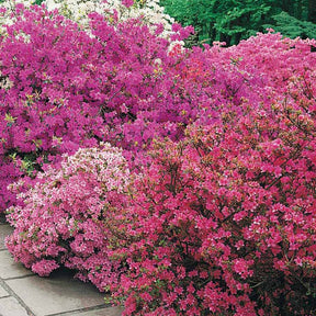 Collection de 5 arbustes d'ombre (3 azalées + 1 rhodo + 1 érable) - Azalea japonica, rhododendron, acer palmatum atrop - Willemse