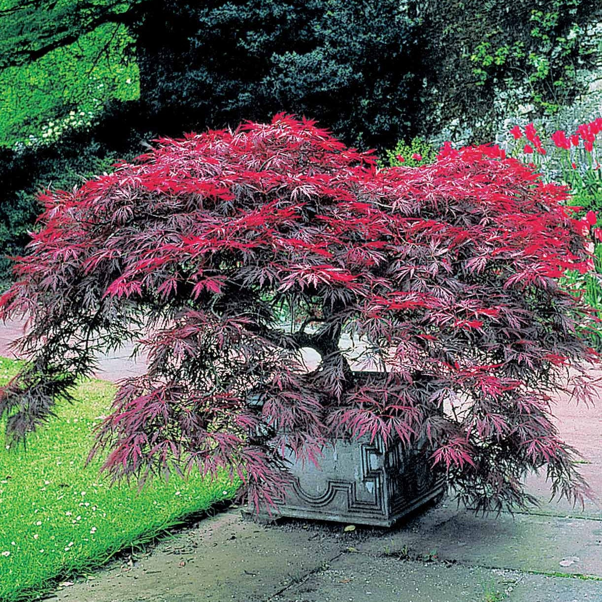 Azalea japonica, rhododendron, acer palmatum atrop - Collection de 5 arbustes d'ombre (3 azalées + 1 rhodo + 1 érable) - Collections d'arbustes