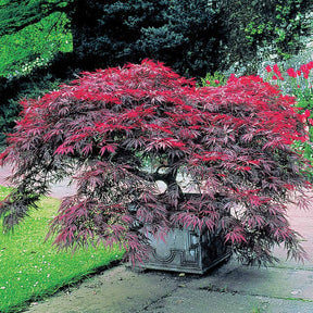 Azalea japonica, rhododendron, acer palmatum atrop - Collection de 5 arbustes d'ombre (3 azalées + 1 rhodo + 1 érable) - Collections d'arbustes