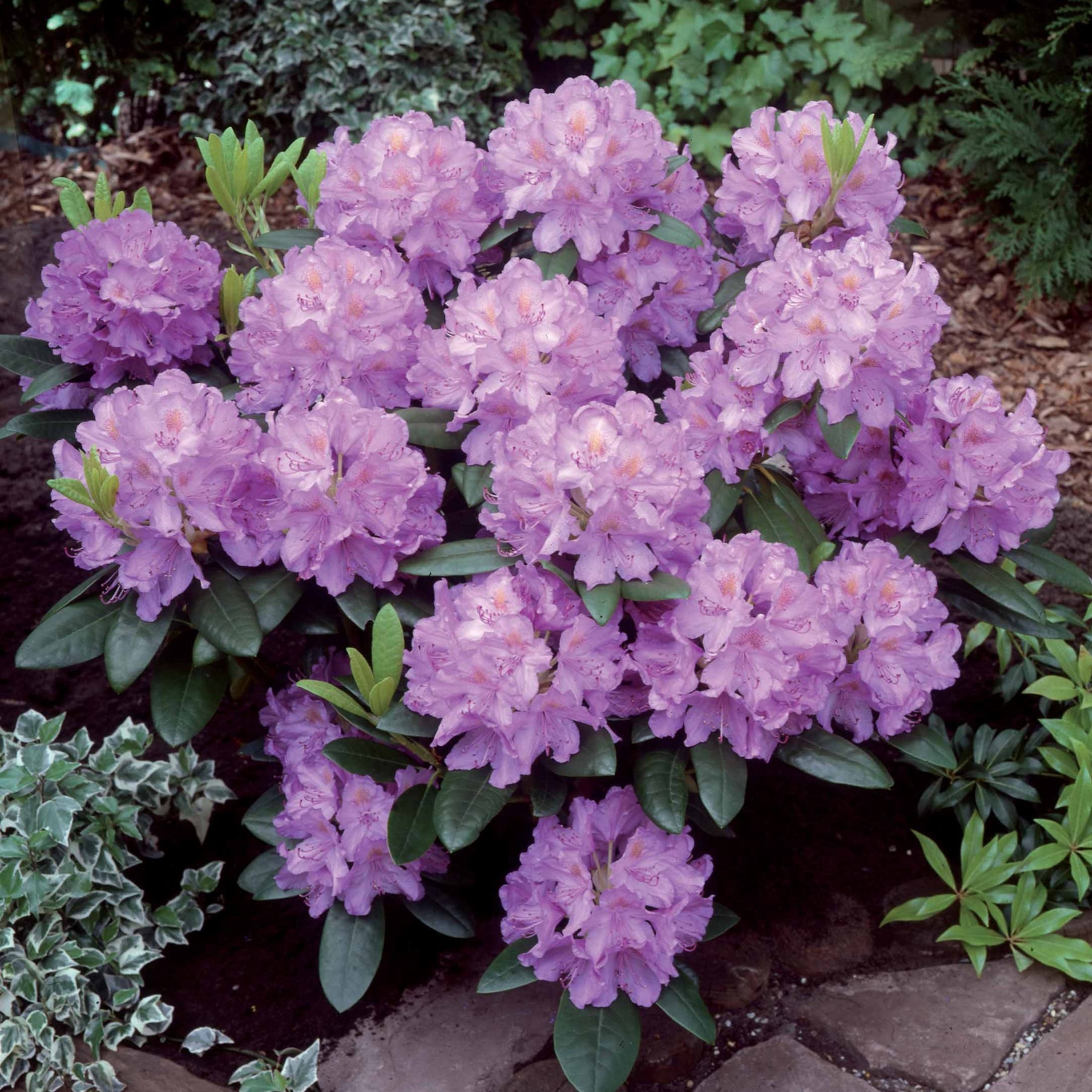 Collections d'arbustes - Collection de 5 arbustes d'ombre (3 azalées + 1 rhodo + 1 érable) - Azalea japonica, rhododendron, acer palmatum atrop