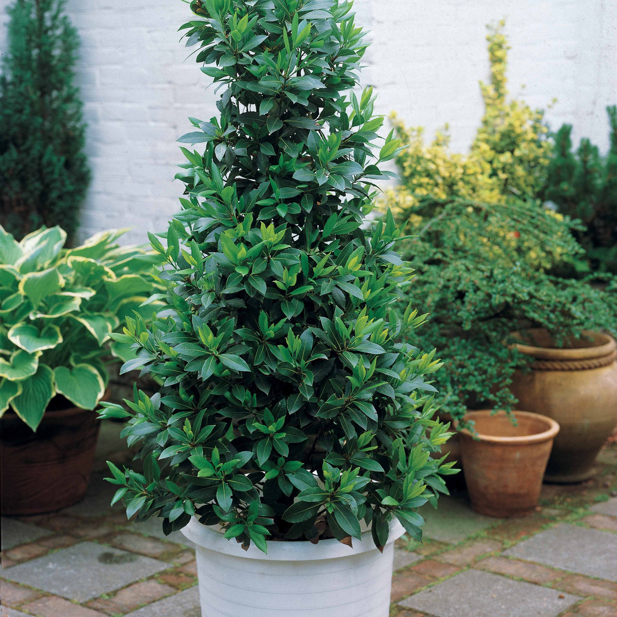 20 Lauriers sauce - Haie de 14 m linéaire - Willemse