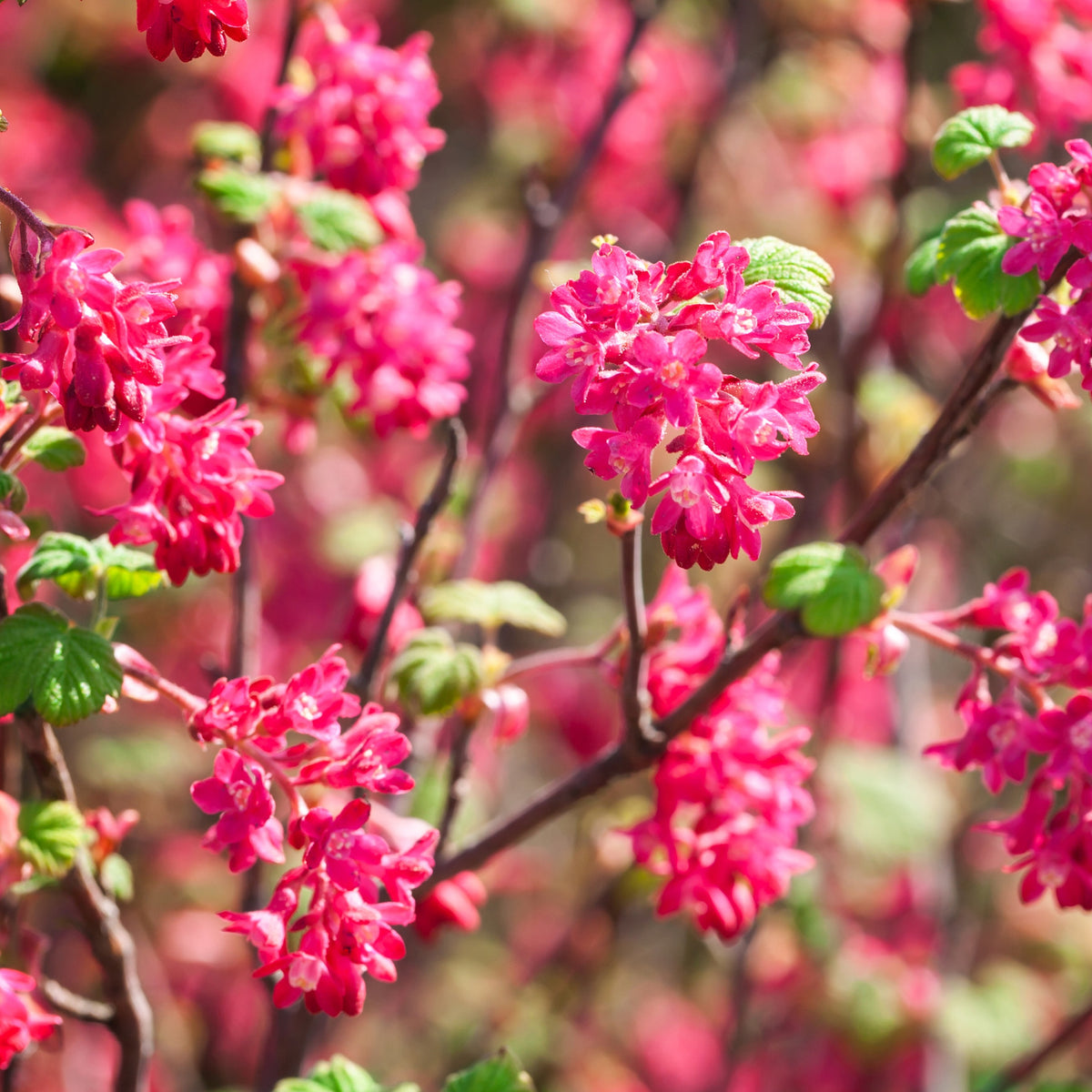 2 Groseilliers à fleurs King Edward - Willemse