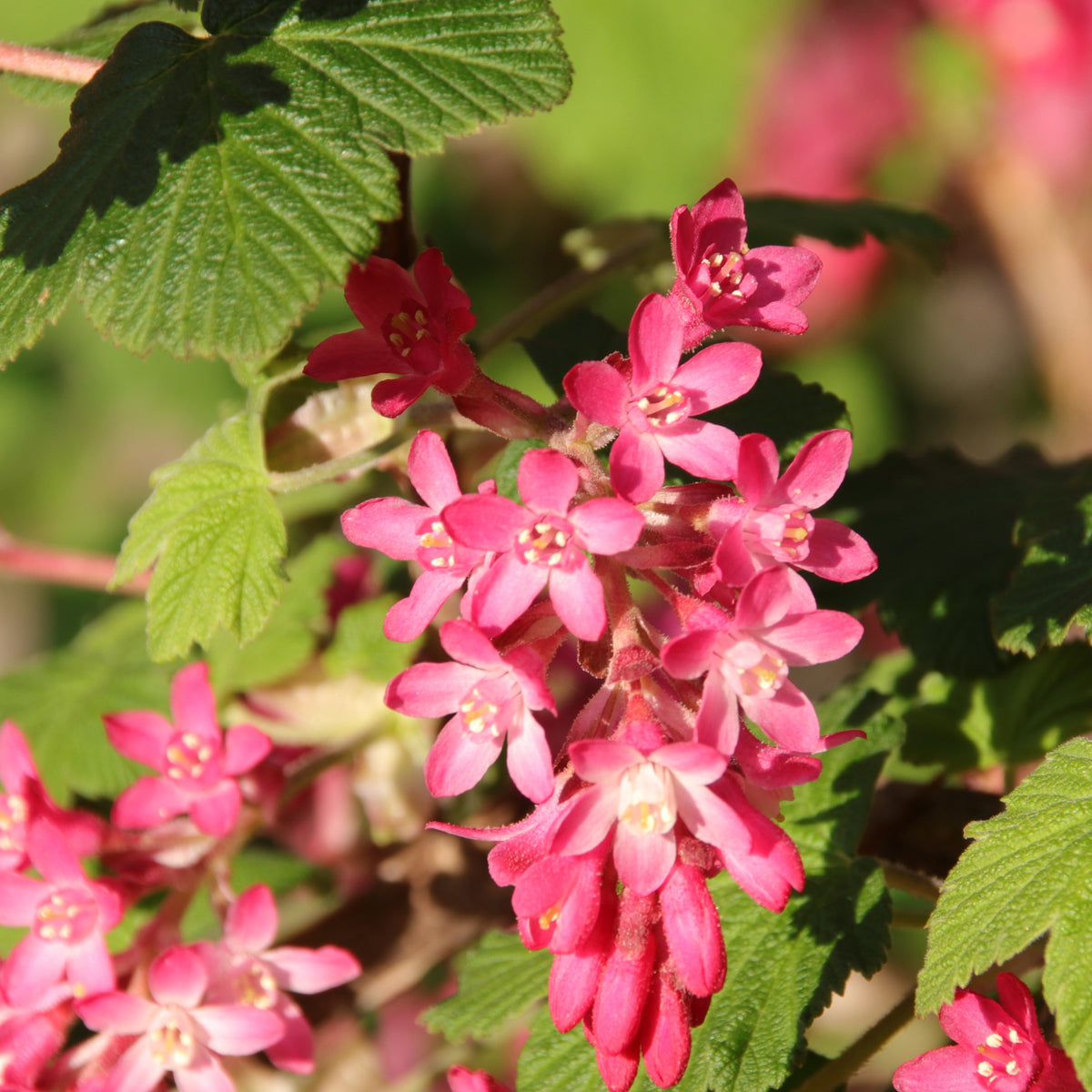 2 Groseilliers à fleurs King Edward - Ribes sanguineum king edward - Willemse