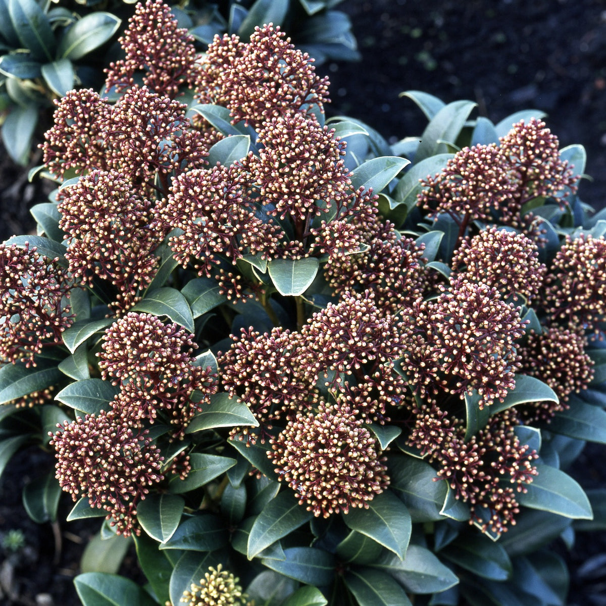 4 Skimmias du Japon - Skimmia japonica - Willemse
