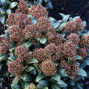 4 Skimmias du Japon - Skimmia japonica - Willemse