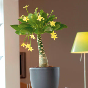 Palmier Hawaien et son cache-pot blanc ELHO - Willemse
