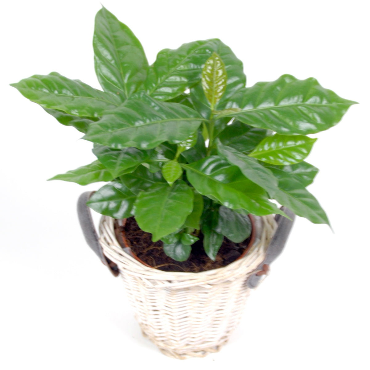 Cafeier + cache pot blanc 14 cm. - Coffea arabica - Plantes
