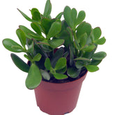 Crassula ovata argentea et son cache-pot blanc ELHO - Willemse