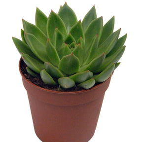 Echeveria agavoides + cache pot blanc 14 cm - Echeveria agavoides - Plantes