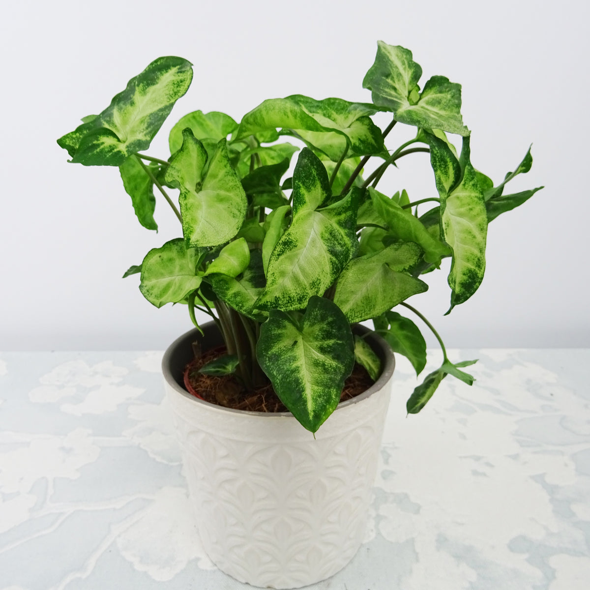 Syngonium Pixie + cache pot blanc 14 cm. - Syngonium pixie - Plantes