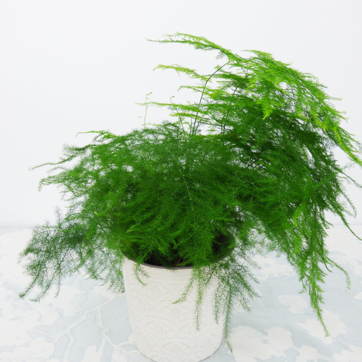 Asperge + cache pot blanc 14 cm. - Asparagus setaceus - Plantes