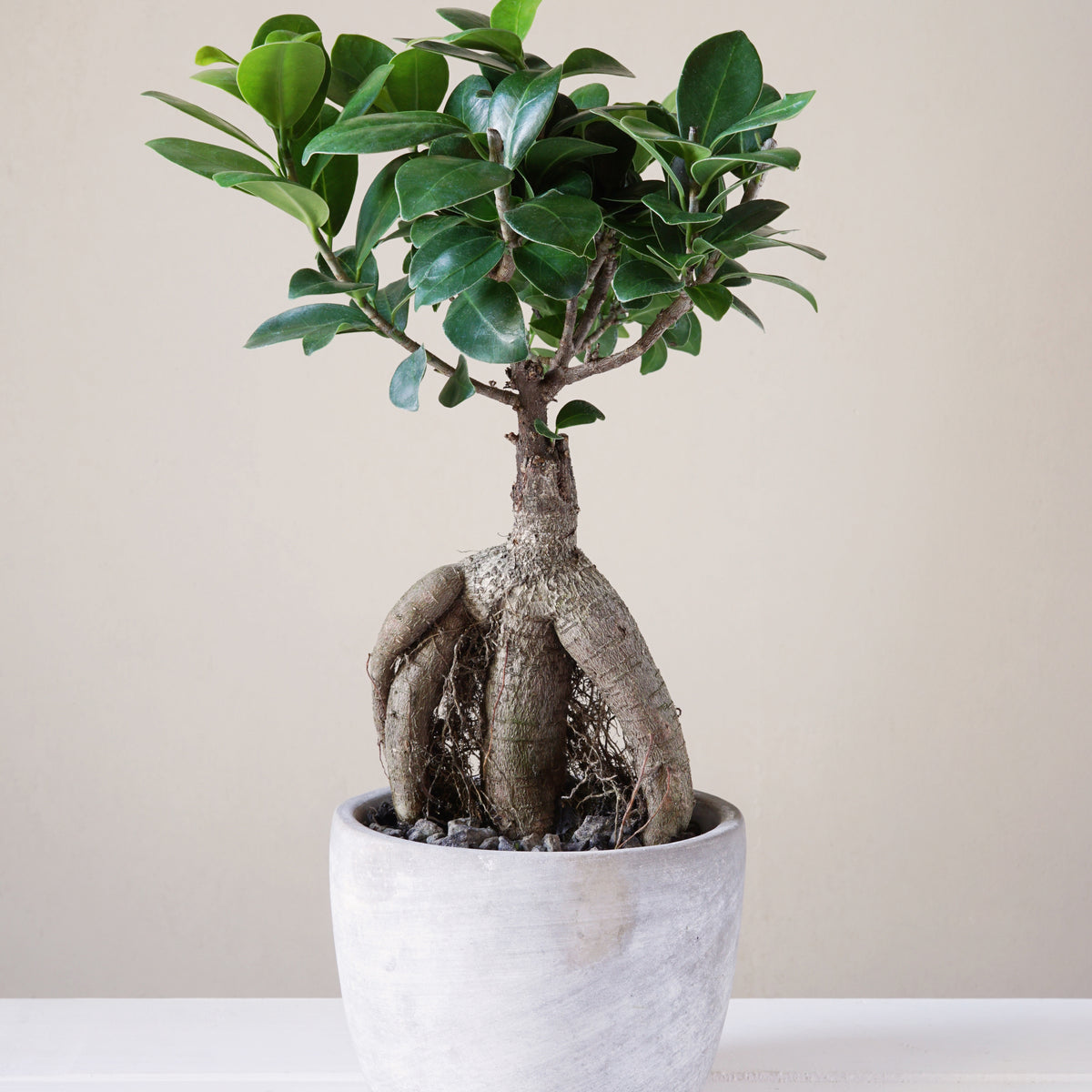 Ficus bonsai ginseng + cache pot blanc 14 cm. - Ficus microcarpa ginseng - Plantes