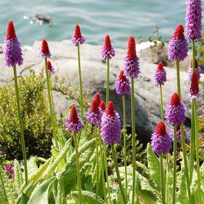 Primevère du Père Vial Primevère-orchidée