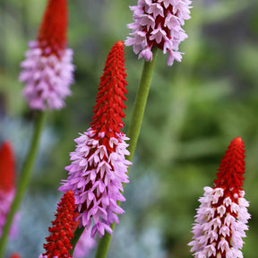 Primevère - 3 Primevères des marais - Primula vialii