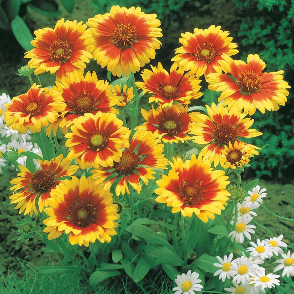 Vente Collection de Massif 7 plantes fleuries - Gaillarde,echinacea,heliopsis,achillea,eryngium,oe