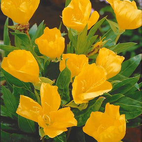 Vente Collection de Massif 7 plantes fleuries