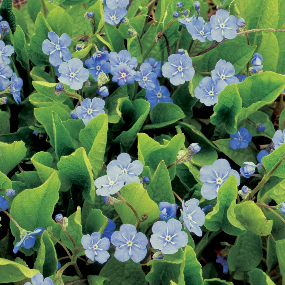 Omphalodes Blue eyes - Willemse