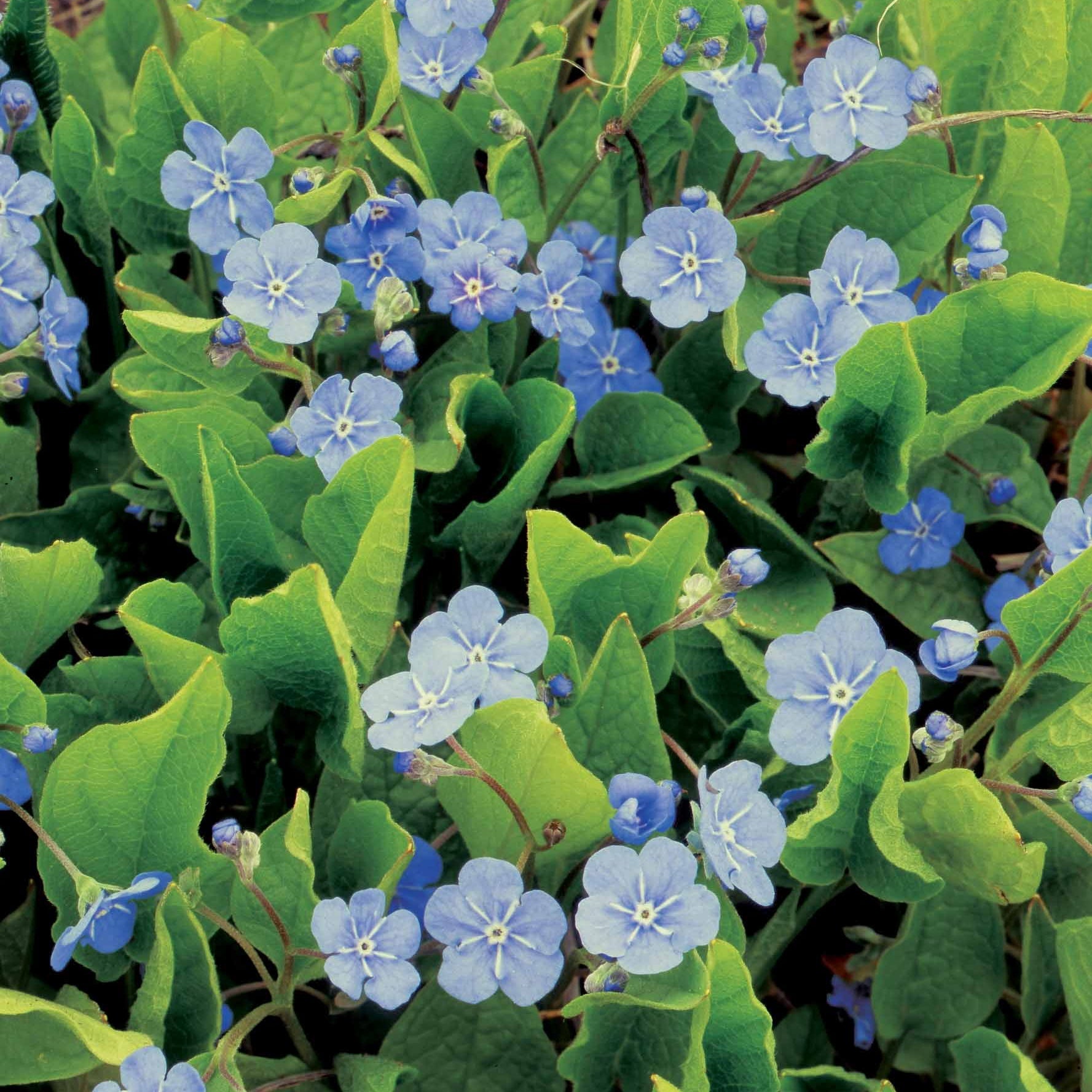 Omphalodes Blue eyes - Willemse