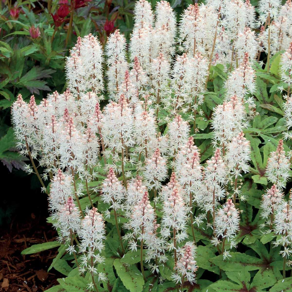 Tiarella Spring Symphony - Willemse