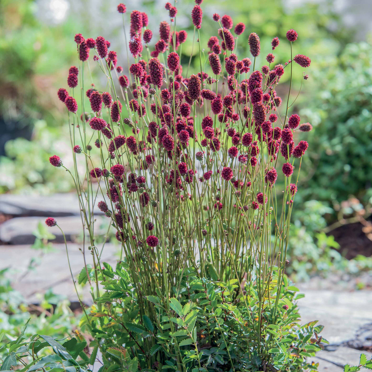 Sanguisorba Proud Mary - Willemse