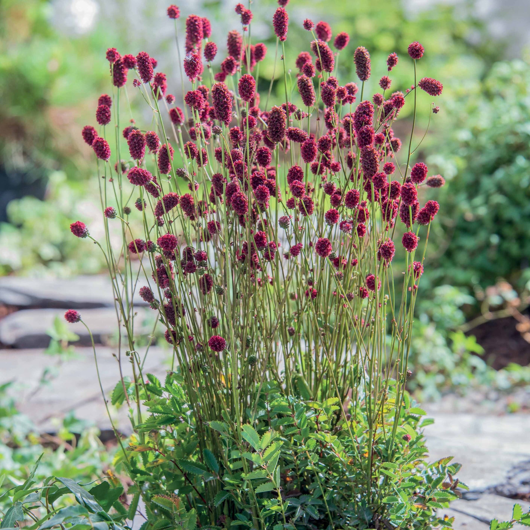 Sanguisorba Proud Mary - Willemse