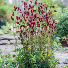 Sanguisorba Proud Mary - Willemse