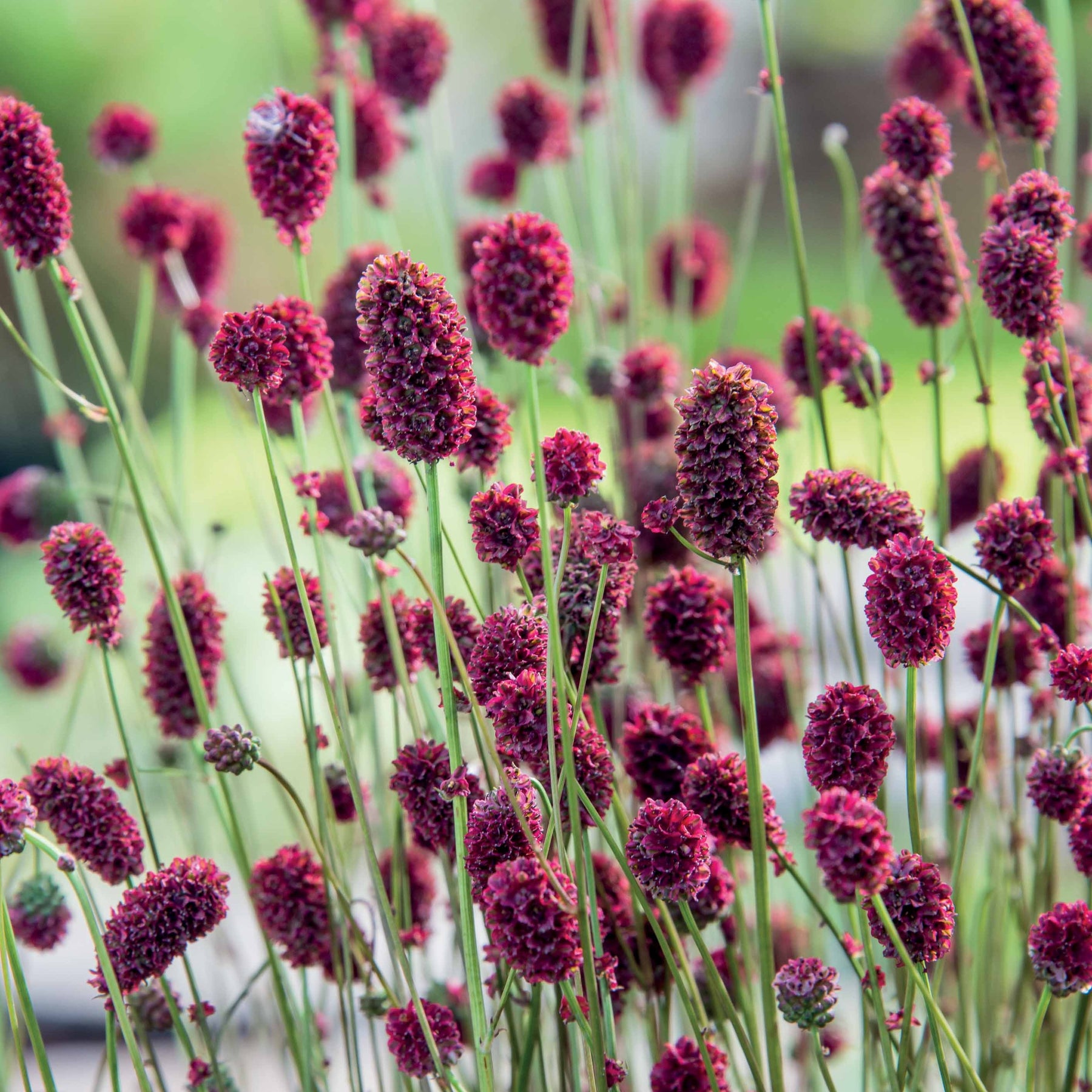 Sanguisorba Proud Mary - Sanguisorba proud mary - Willemse