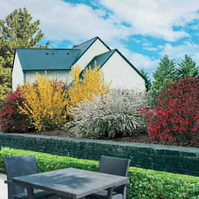 Haie printanière de 4 arbustes - Haie de 3 mètres de long - Willemse