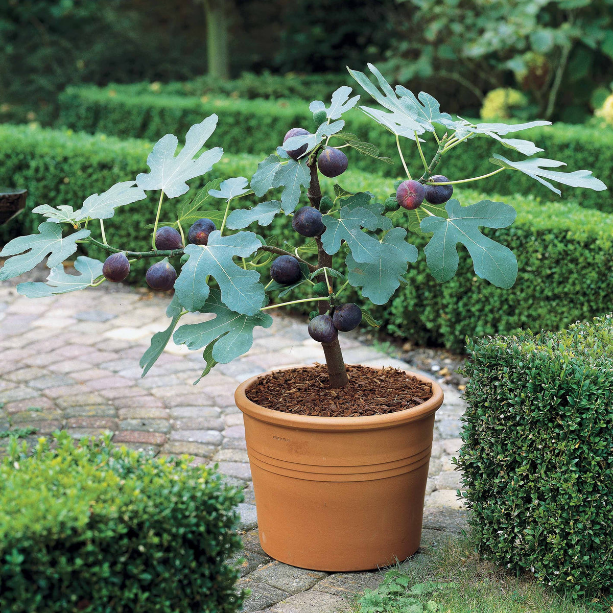 Pack Figuier bleu Brogiotto - Ficus carica brogiotto - Willemse