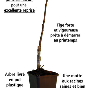 Ficus carica brogiotto - Pack Figuier bleu Brogiotto - Fruitiers Arbres et arbustes