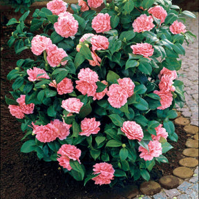 Pack 2 camélias du Japon à fleurs doubles roses - Camelia japonica - Willemse