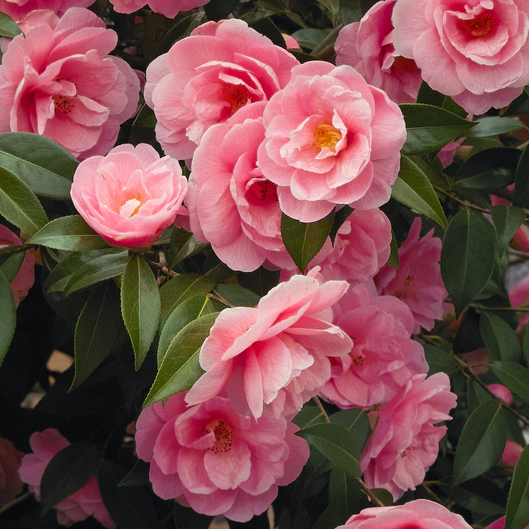 Vente Pack 2 camélias du Japon à fleurs doubles roses - Camelia japonica