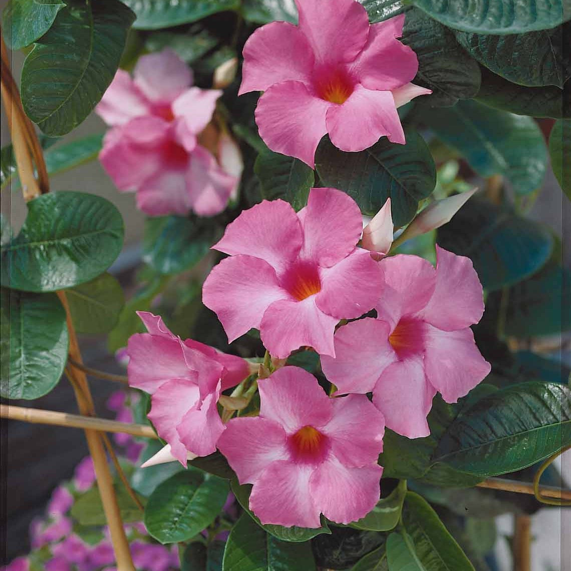 Pack 2 jasmins du Brésil rose Dipladenia - Willemse