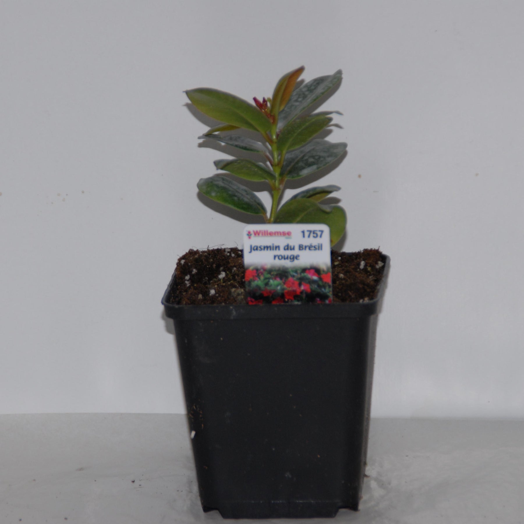 Dipladenia - Pack 2 jasmins du Brésil rose Dipladenia - Dipladenia