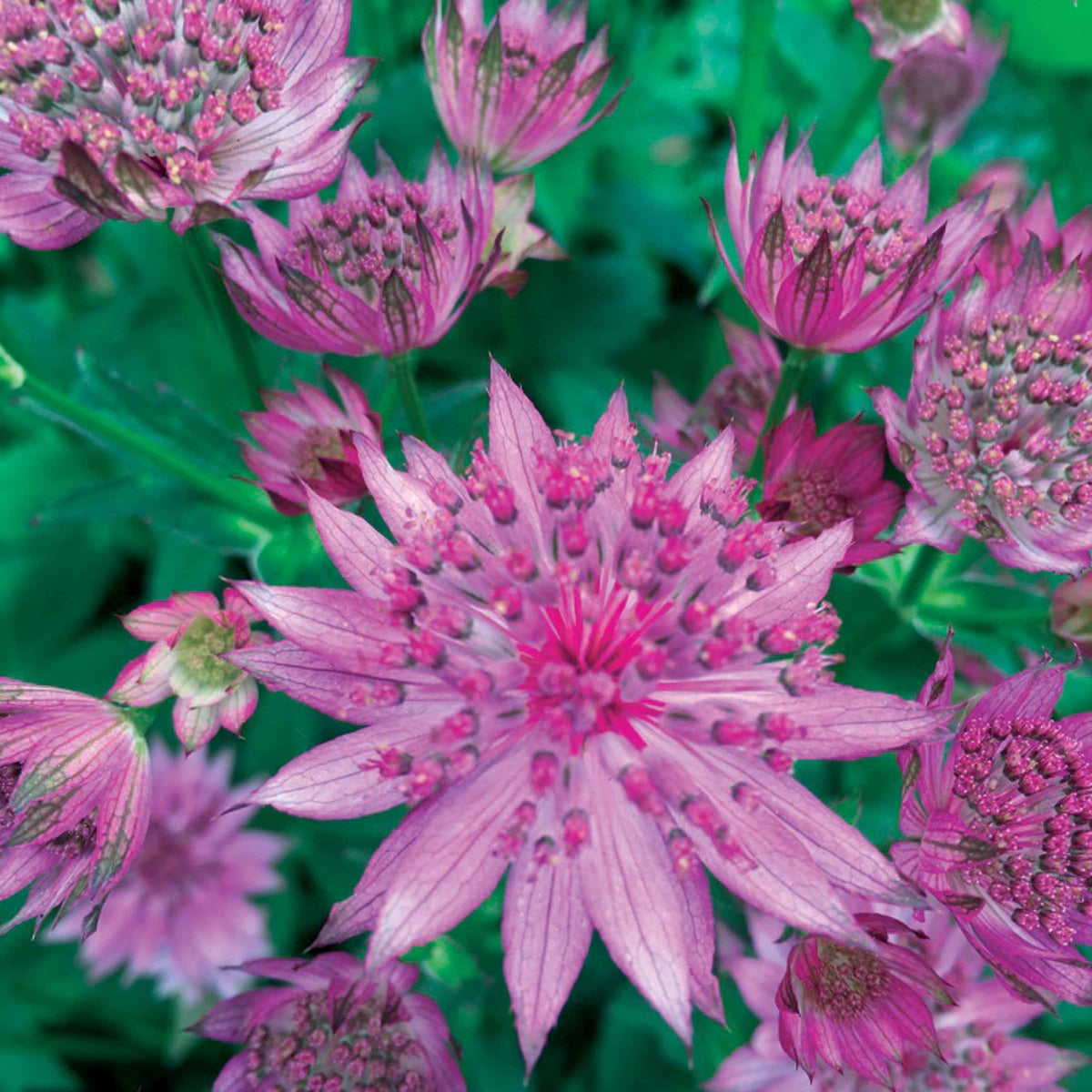 Collection de 8 plantes vivaces roses pour un jardin d'ombre - Filipendula purpurea elegans, astrantia major rosea, hosta - Willemse