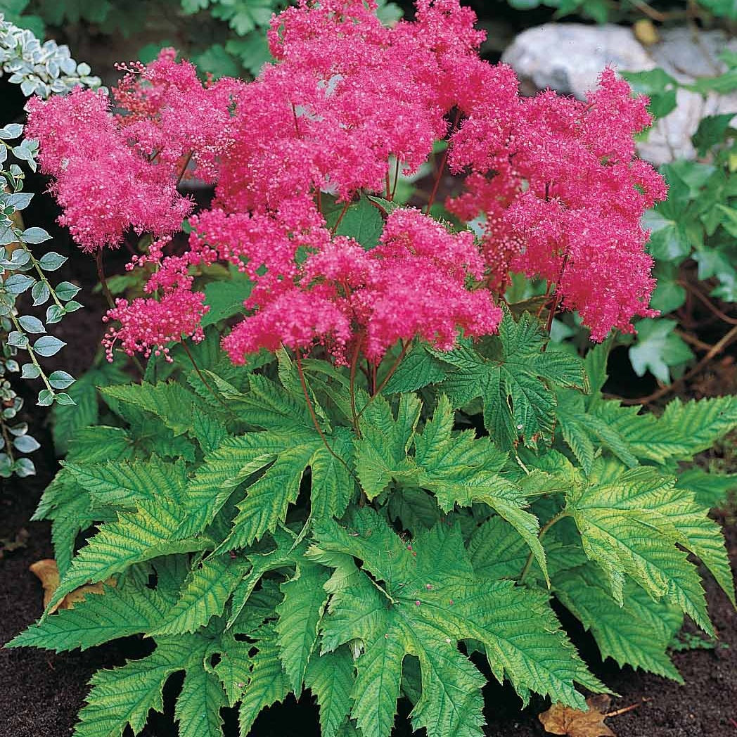 Collections de vivaces - Collection de 8 plantes vivaces roses pour un jardin d'ombre - Filipendula purpurea elegans, astrantia major rosea, hosta