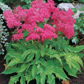 Collections de vivaces - Collection de 8 plantes vivaces roses pour un jardin d'ombre - Filipendula purpurea elegans, astrantia major rosea, hosta