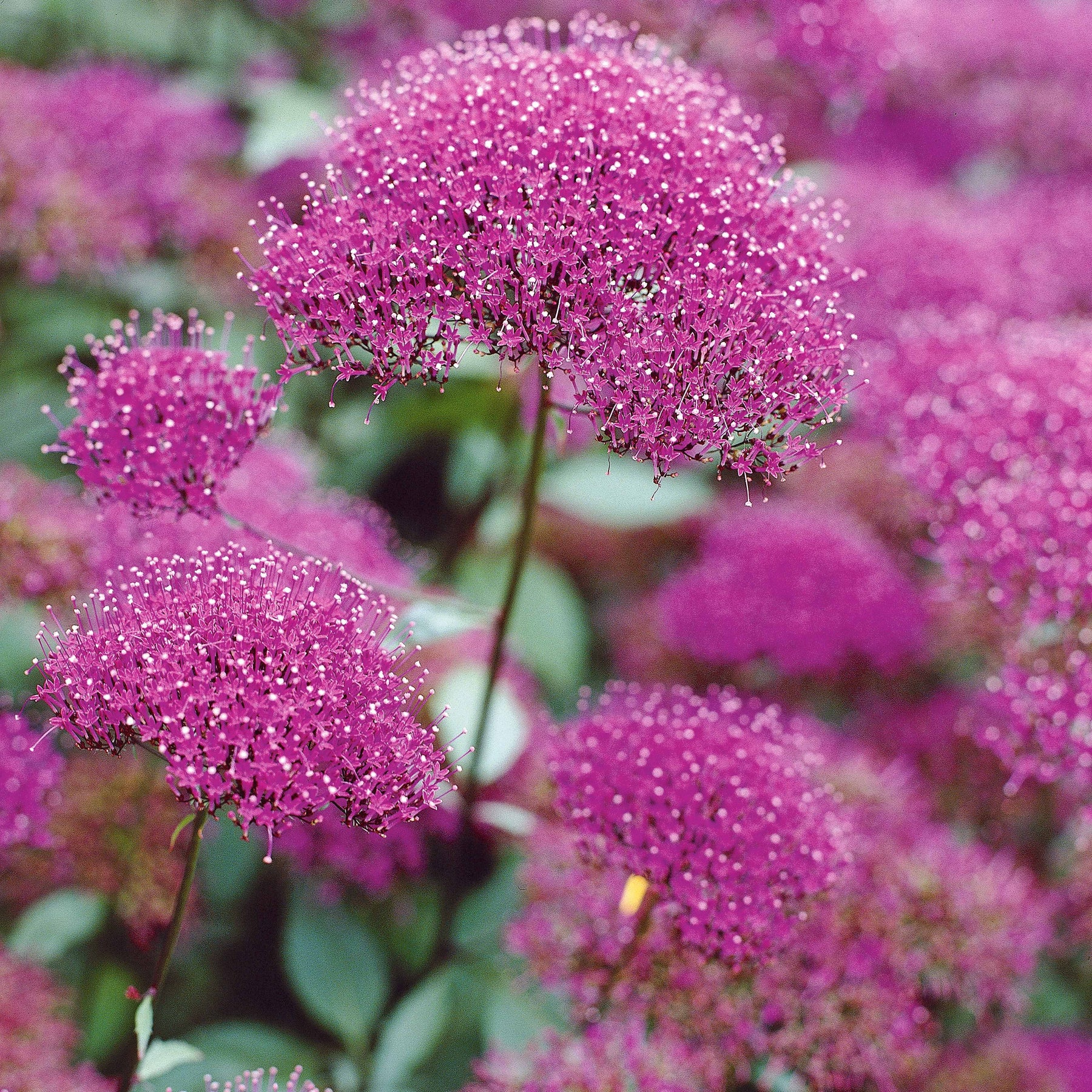 Collections de vivaces - Collection de 10 plantes vivaces contemporaines et méllifères - Echinacea greentwister , eryngium planum, baptisia, trachelium caeru