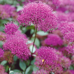 Collections de vivaces - Collection de 10 plantes vivaces contemporaines et méllifères - Echinacea greentwister , eryngium planum, baptisia, trachelium caeru