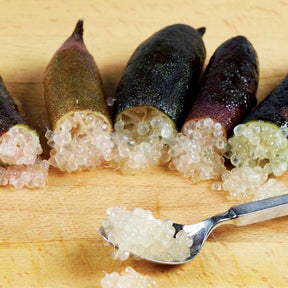 Vente Collection de 3 mini-fruitiers pour terrasses méditerranéennes - Citrus reticulata, ficus carica brogiotto , citrus