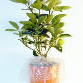 Vente Collection de 3 mini-fruitiers pour terrasses méditerranéennes - Fruitiers Arbres et arbustes