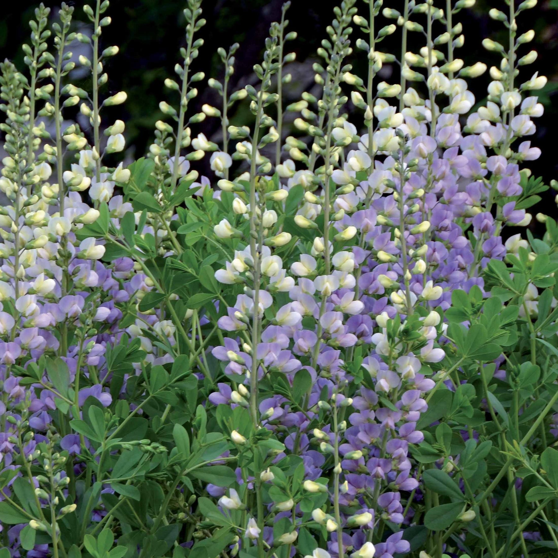 Collections de vivaces - Collection de 12 plantes vivaces hautes pour bordures et bouquets - Alchemilla mollis, solidago luteus, asclepia incarnata, gypsophila