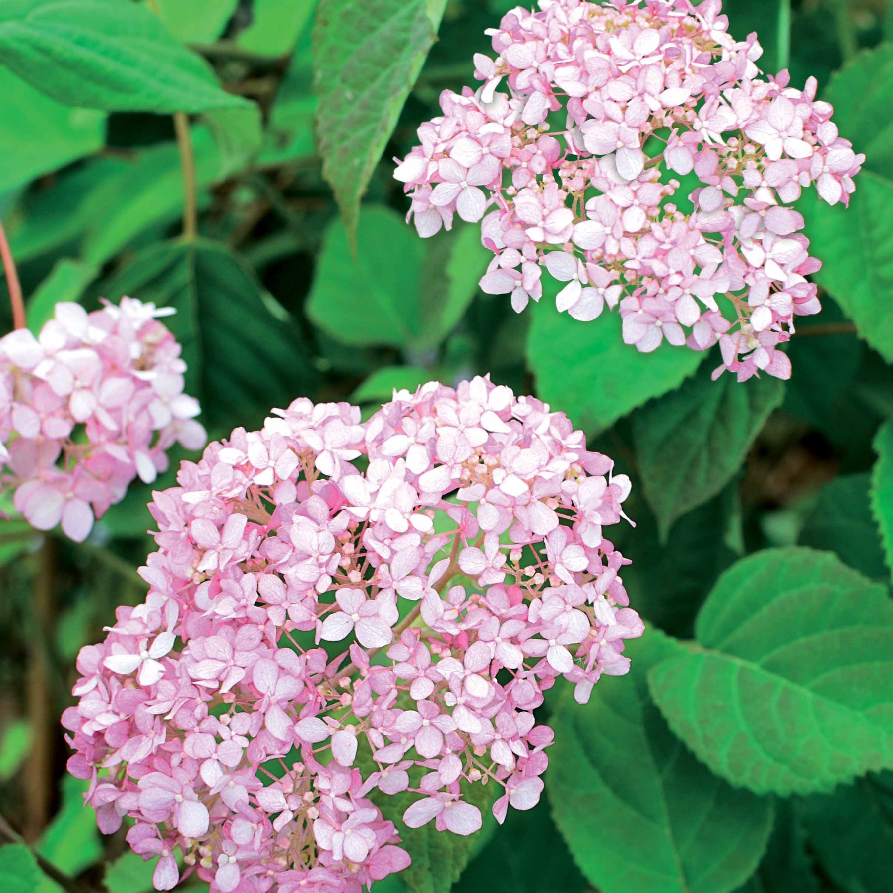 Hortensia magical®pinkerbell Kolpinbel - Willemse