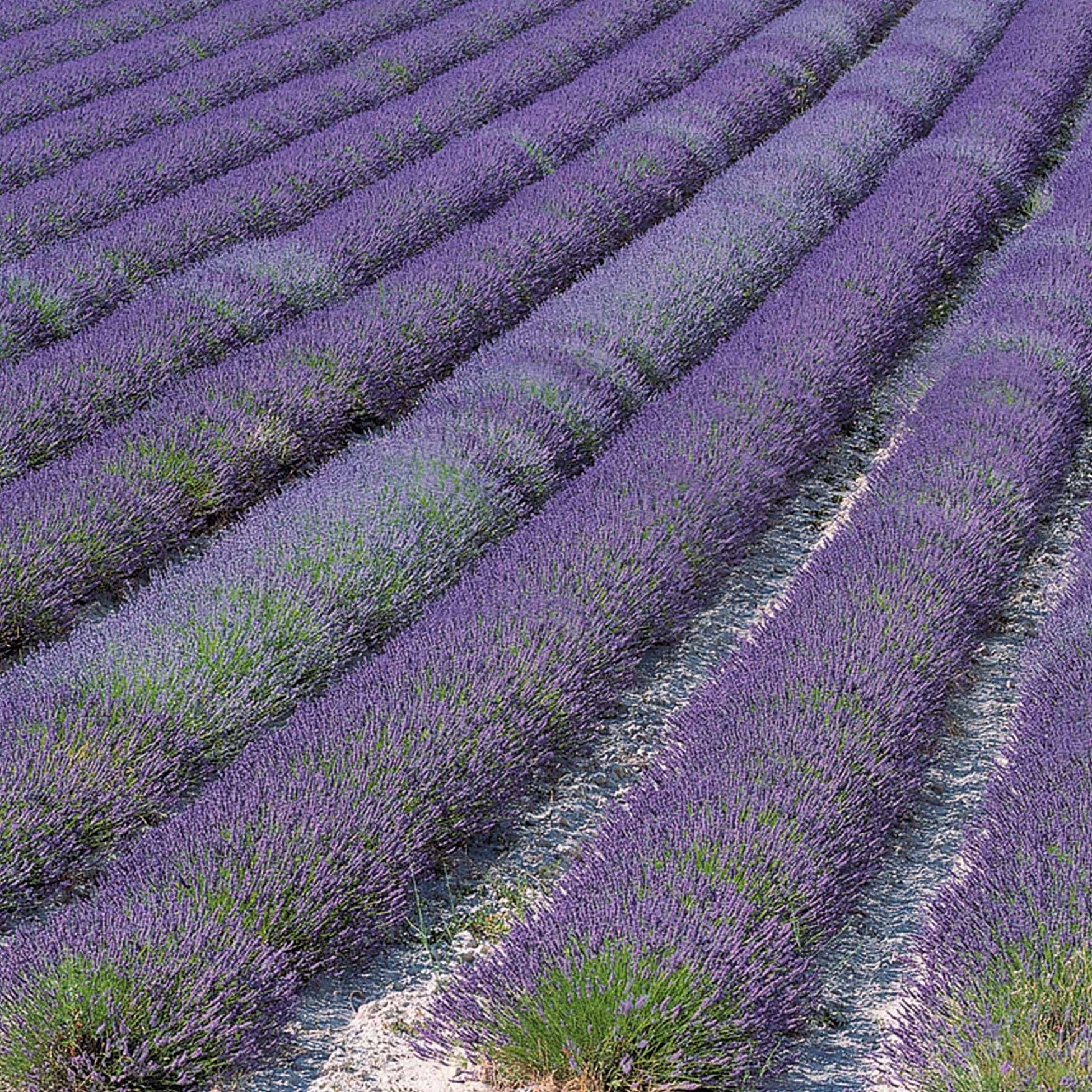 Lavande de Grasse EXTRA - Lavandula angustifolia grosso - Willemse