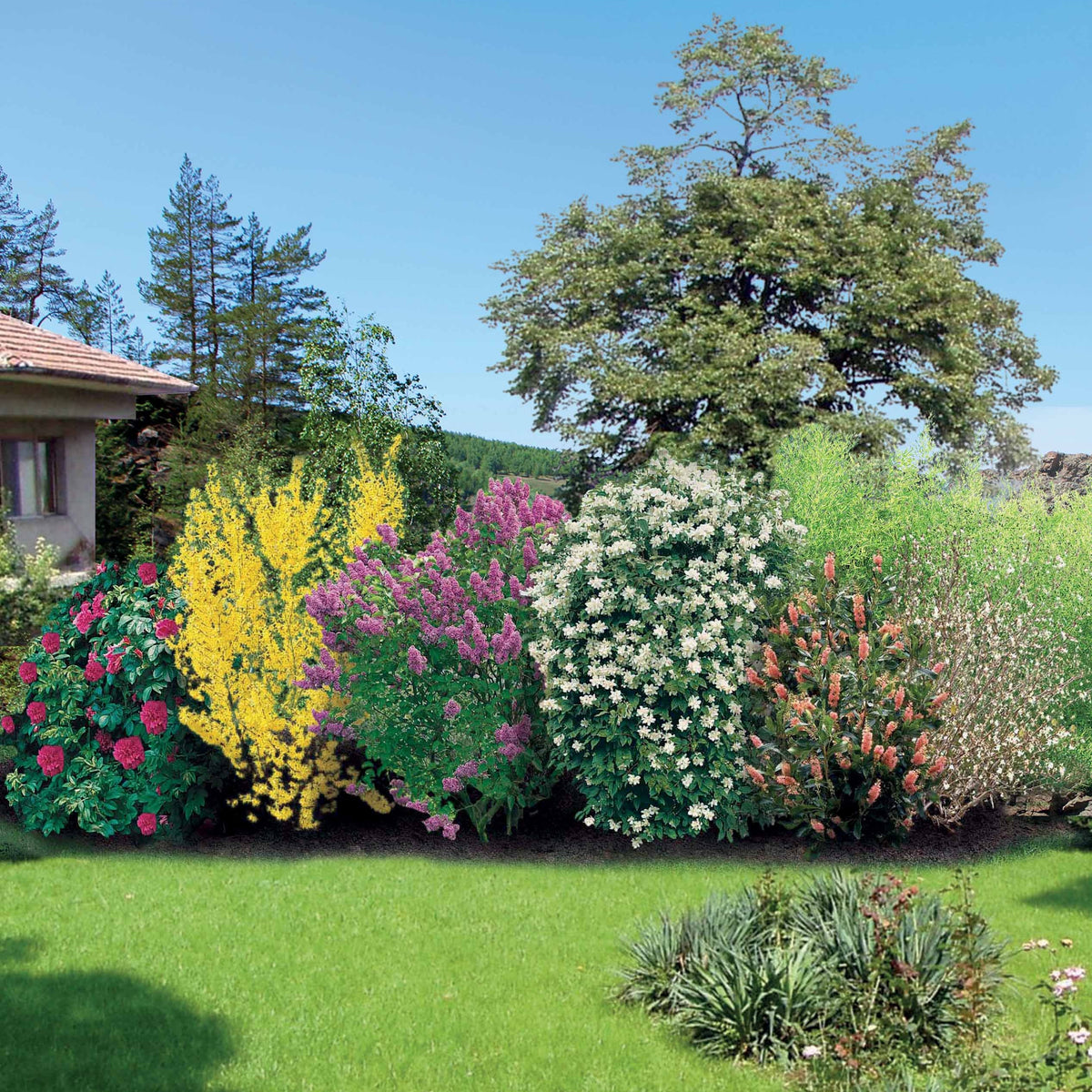 Collection Haie fleurie et parfumée 12 arbustes - Haie de 10 m long - Willemse